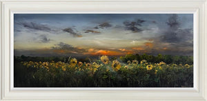 The Morning Shines Through by Kimberley Harris