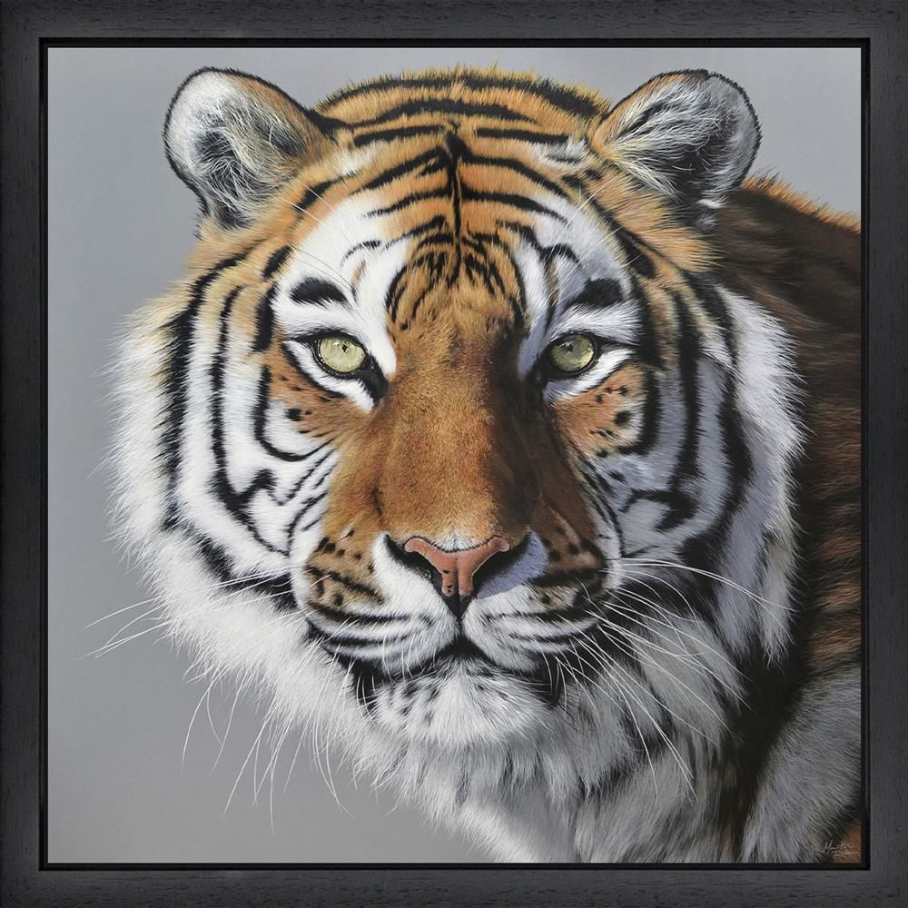 Amur Tiger Framed Canvas on Board by Artist Martin Robson