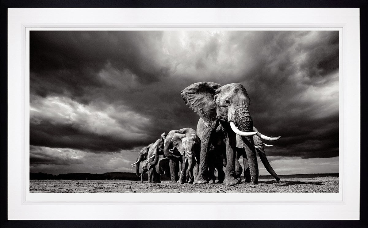 Steadfast Framed Print on Paper by Artist Anup Shah