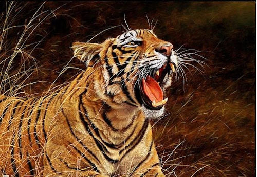 The Roar Of The Jungle Mounted Print on Paper by Artist Alan Hunt